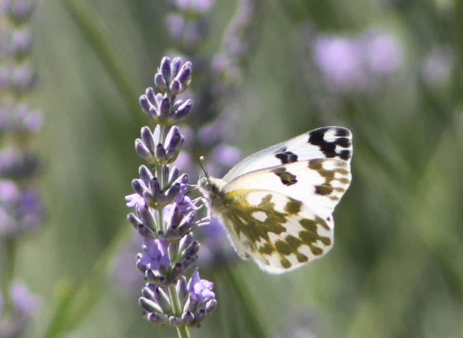 Pontia edusa ?